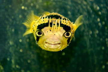 Porcupine fish © Yuri Tuchkov