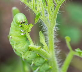 Tomato hornworm caterpillar eating plant