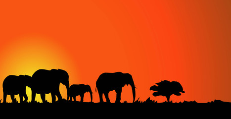 Fototapeta premium Elephants & Sunset