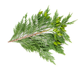 cypress
