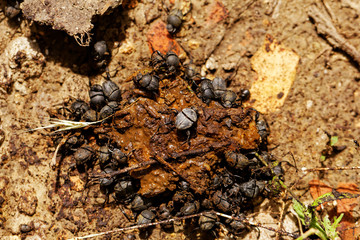 dung beetles in the excreta