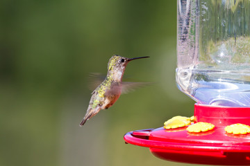 Humming bird feeding