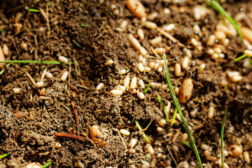 ant eggs