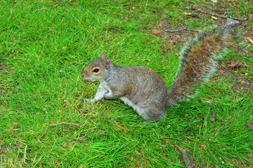 Grauhörnchen