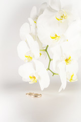 Orchid and wedding rings on white background