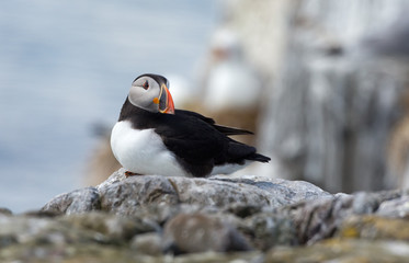 Fototapeta premium Puffin on a rock