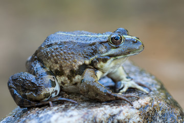 lake frog