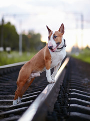 Bull terrier and railroad.