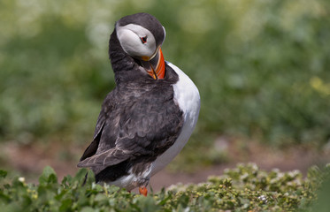 Puffin on grass