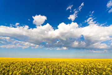 Obraz premium Yellow flowers field