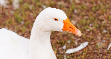 White Geese