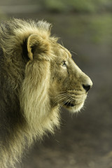 Fototapeta na wymiar Male lion portrait