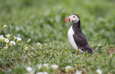 Puffin on grass