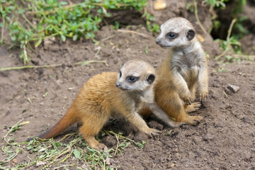 Naklejka na ściany i meble Suricate or meerkat (Suricata suricatta) babies