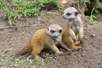Suricate or meerkat (Suricata suricatta) babies