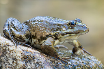 lake frog