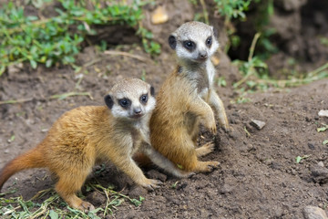 Suricate or meerkat (Suricata suricatta) babies