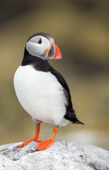Naklejka premium Puffin on a rock