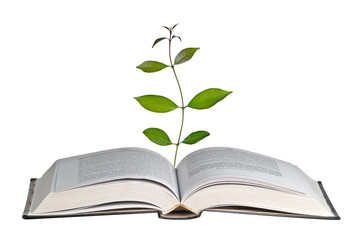 Sapling growing from book