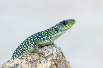 Timon lepidus