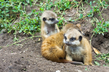 Suricate or meerkat (Suricata suricatta) babies