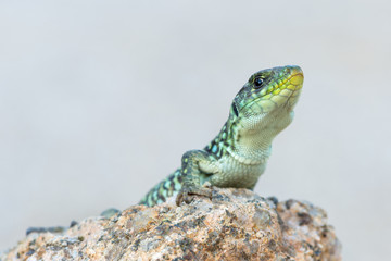 Timon lepidus