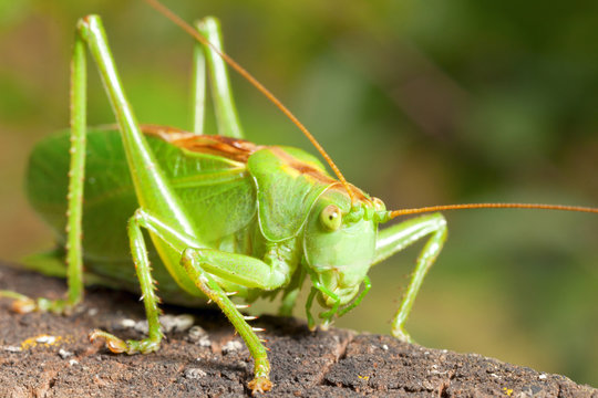 green locust