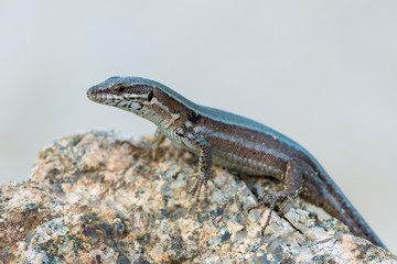 Podarcis muralis