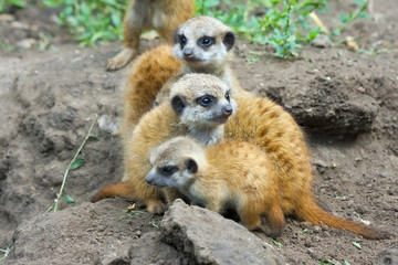 Suricate or meerkat (Suricata suricatta) babies