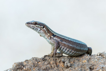 Podarcis muralis
