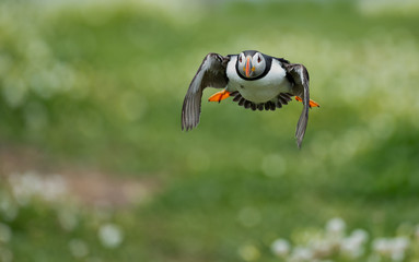 Puffin in flight