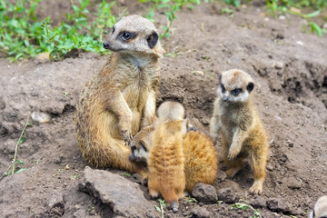 Suricate or meerkat (Suricata suricatta) babies