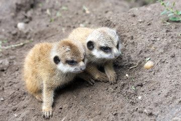 Fototapeta premium Suricate or meerkat (Suricata suricatta) babies