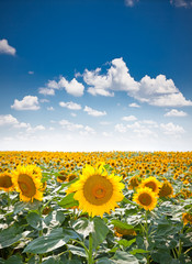 Obraz premium Beautiful sunflower field in Staro Selo, Serbia.