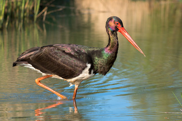 Black stork © Marek R. Swadzba