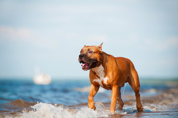 american staffordshire terrier dog walking on the beach