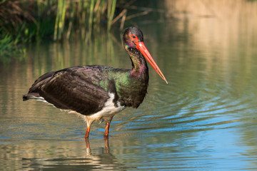 Black Stork - Ciconia nigra