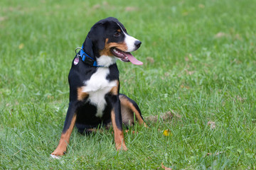 Appenzeller Sennenhund spielt und springt auf einer Wiese