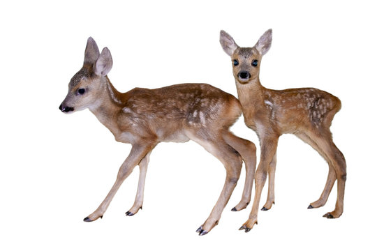 Roe deer (Capreolus capreolus) fawns isolated
