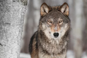 Fotobehang Wolf Grijze Wolf (Canis lupus) Naast Berkenboom
