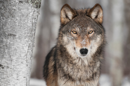 Grey Wolf (Canis lupus) Next to Birch Tree © hkuchera