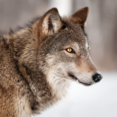 Naklejka na ściany i meble Grey Wolf (Canis lupus) Profil