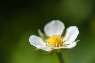 Obraz premium strawberry flower