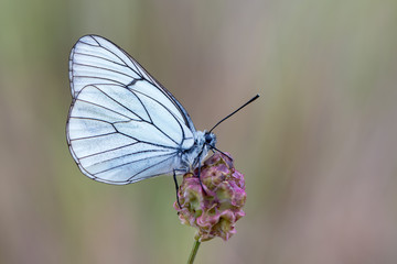 Black-veined White