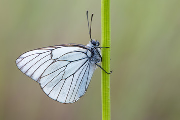 Black-veined White