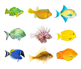 Great collection of a tropical fish.