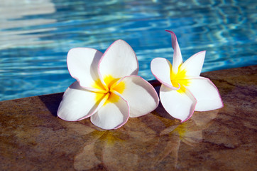 Fototapeta na wymiar flower on swimming pool