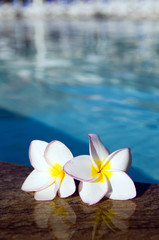 flower on swimming pool