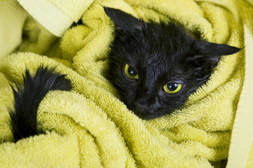 Cute black soggy cat after a bath