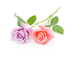 two roses are on a white background